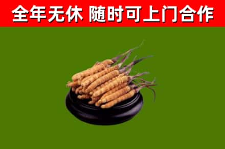 临西烟酒回收冬虫夏草.jpg