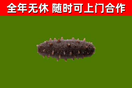 临西烟酒回收干海参.jpg